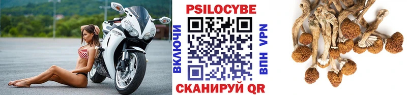 как найти наркотики  Благодарный  Галлюциногенные грибы Psilocybe 